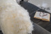 Brazilian Sheepskin Hides - 5