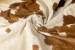 Nguni Cow Hide - Medium Hides - 4