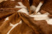 Nguni Cow Hide - Medium Hides - 3