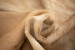 Brazilian Cow Hide - Medium Hides - 4